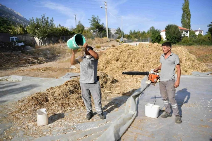 Lezzetiyle ünlenen Çandır fasulyesinde hasat zamanı
