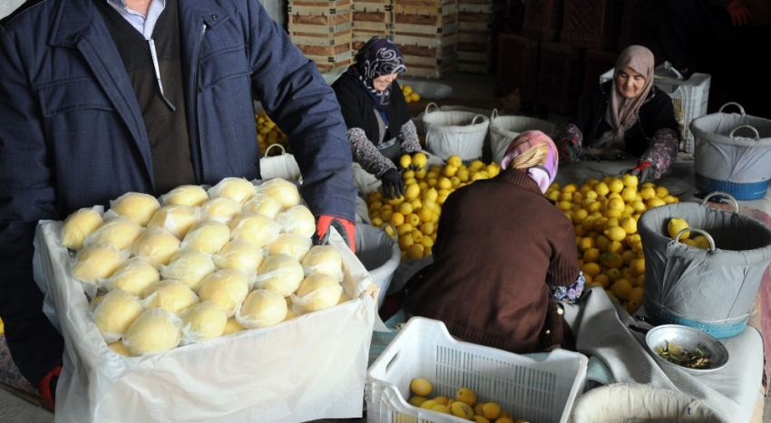 Limon değerleneceği güne kadar yatakta