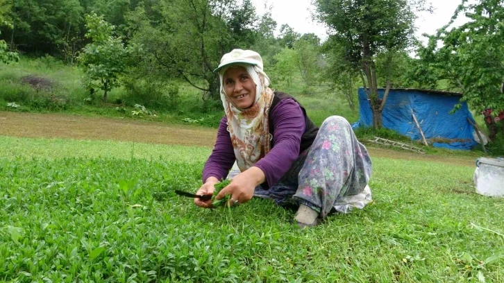 Madımak bu yıl sevenlerinin yüzünü güldürecek
