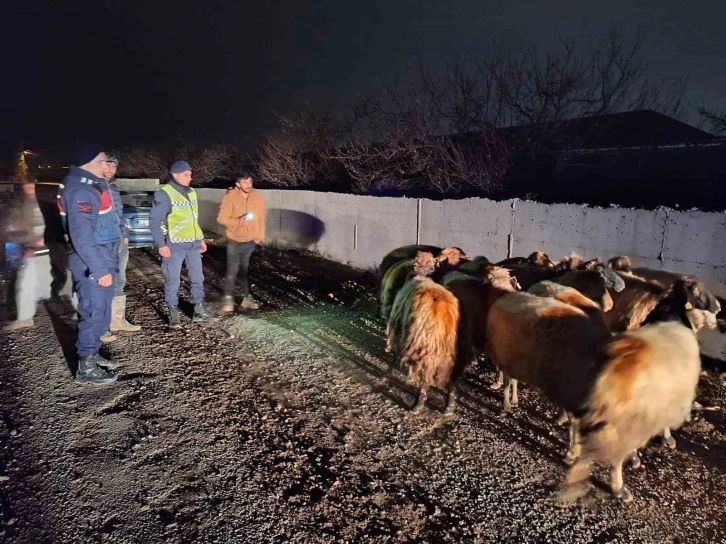 Malatya’da kayıp koyunları jandarma buldu
