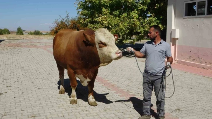 Malatya’da üretilen boğa spermaları dünyaya ihraç edilecek
