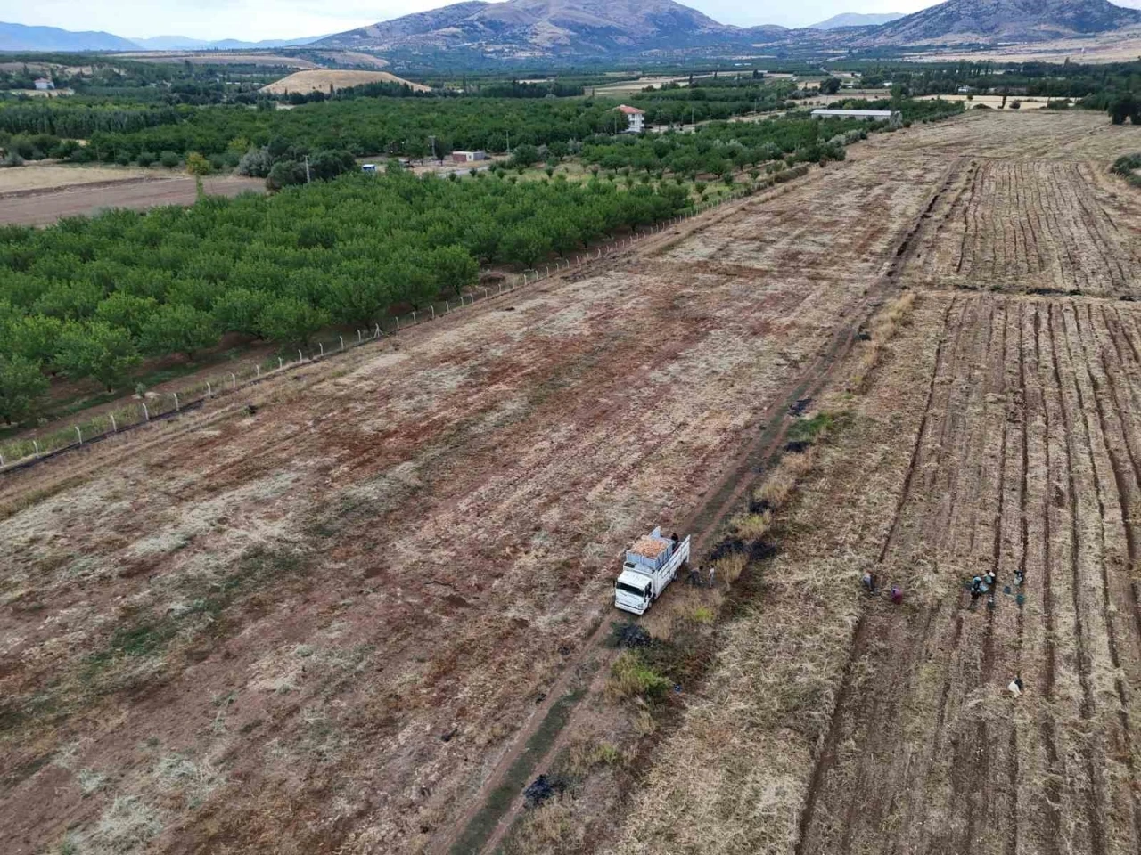 Malatya’da üretilen soğanlar Avrupa’ya ihraç ediliyor
