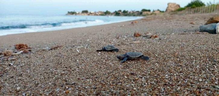 Manavgat’ta caretta caretta koruma çalışmaları sürüyor
