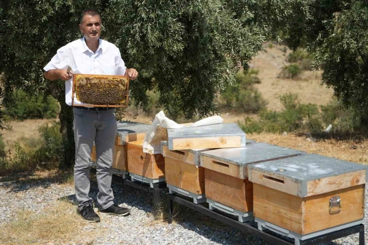 Manisa’da aşırı sıcaklar bal üretimini etkiledi
