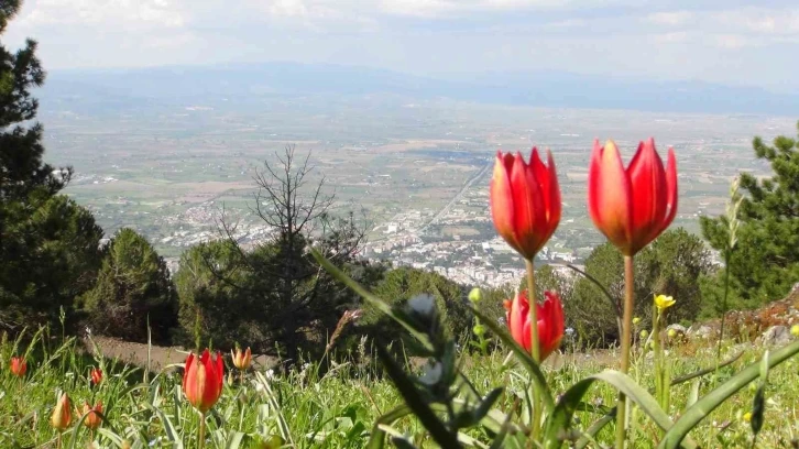 Manisa Lalesini koparmanın cezası 244 bin 315 lira
