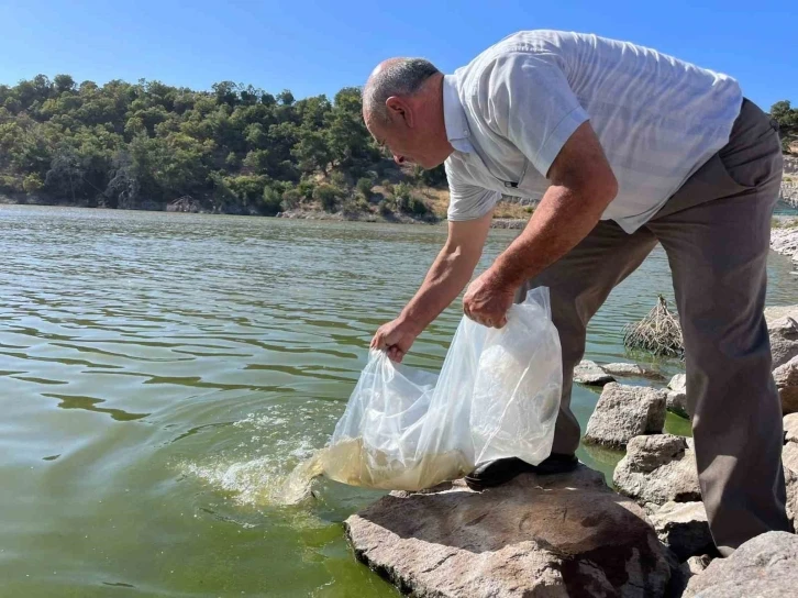 Manisa’nın göletlerine 30 bin yavru sazan balığı bırakıldı
