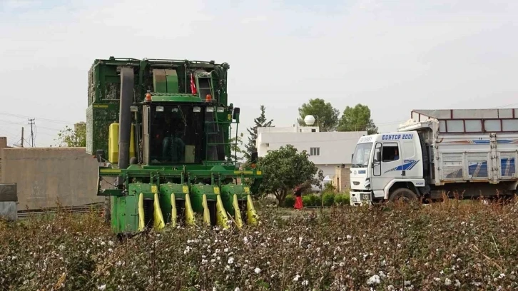 Mardin’de 50 bin dönümde ekilen ’beyaz altın’ın hasadına başlandı
