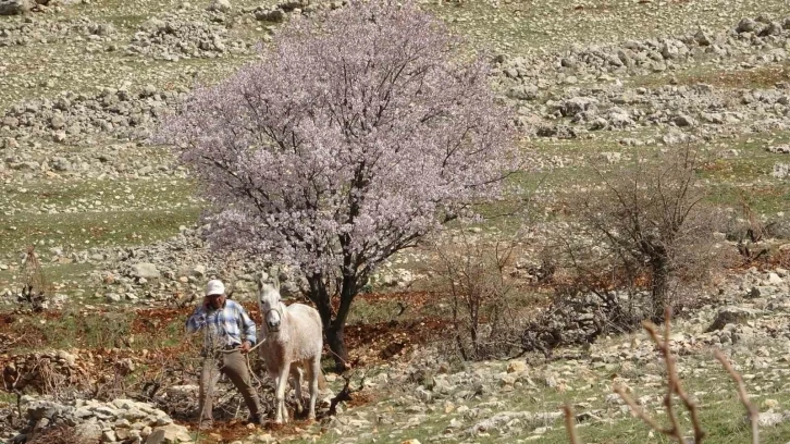 Mardin’de bahar görsel şölen oluşturdu
