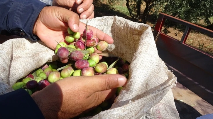 Mardin’de devam eden zeytin hasadında yüksek rekolte bekleniyor
