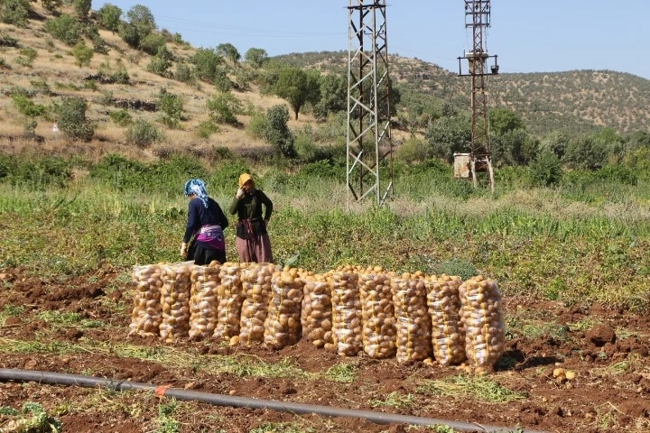 Mardin’de sıcak havalarda tarım işçilerinin zorlu mesaisi
