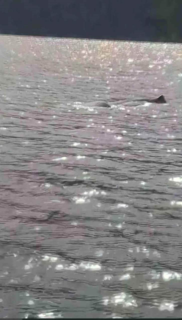 Marmaris’te görülen Kaşalot cinsi balina bu kez Rodos açıklarında ortaya çıktı
