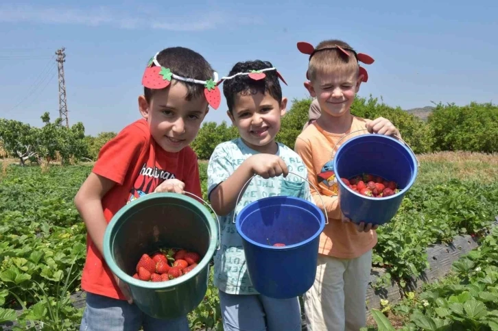 Menemen’de çilek kokulu günler başlıyor
