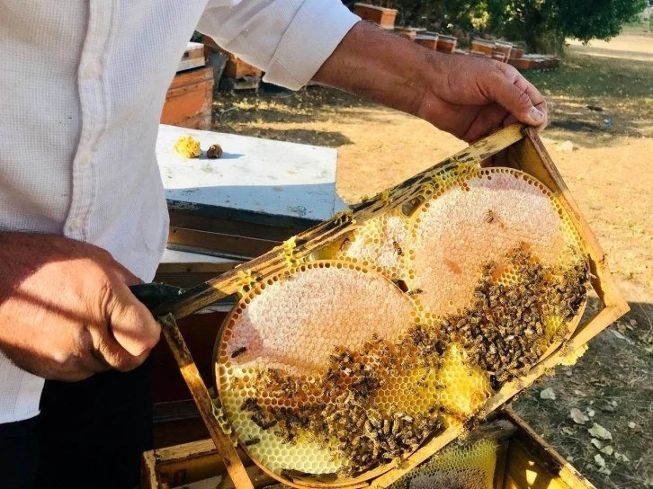 Merakla başladığı arıcılıkta, 70 kovandan binlerce kilo "Gülbal" üretiyor
