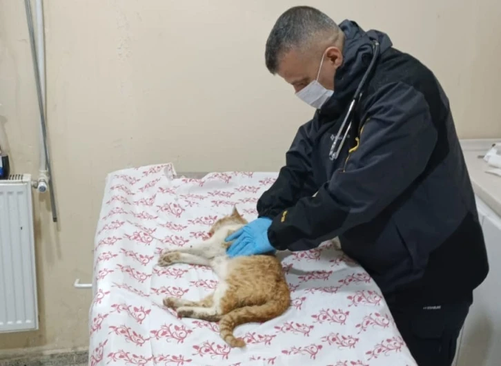 Merdiven boşluğuna düşen kedi kurtarıldı
