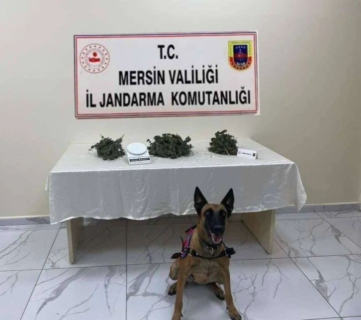 Mersin’de 510 kök kenevir bitkisi ele geçirildi
