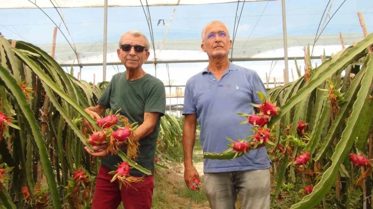 Mersin’de tropikal ejder meyvesinde hasat dönemi
