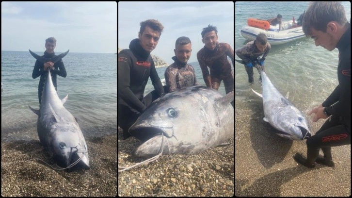 Zıpkınla 150 kilogramlık orkinos avlandı