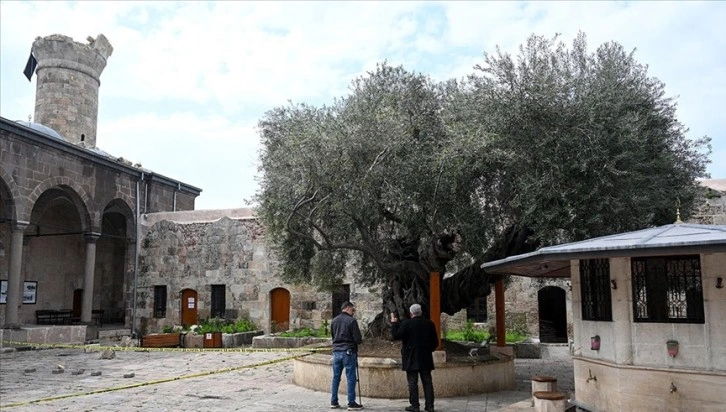 Minaresi yıkılan caminin avlusundaki anıt ağaç depremde zarar görmedi