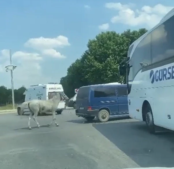 Minibüsün arkasına at bağlayan sürücü hakkında gözaltı kararı çıkartıldı
