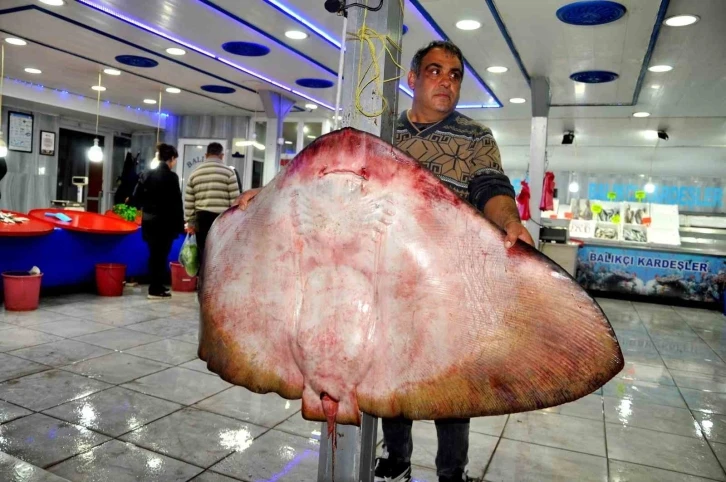 Muğla’da yakalanan dev vatoz görenleri şaşırttı
