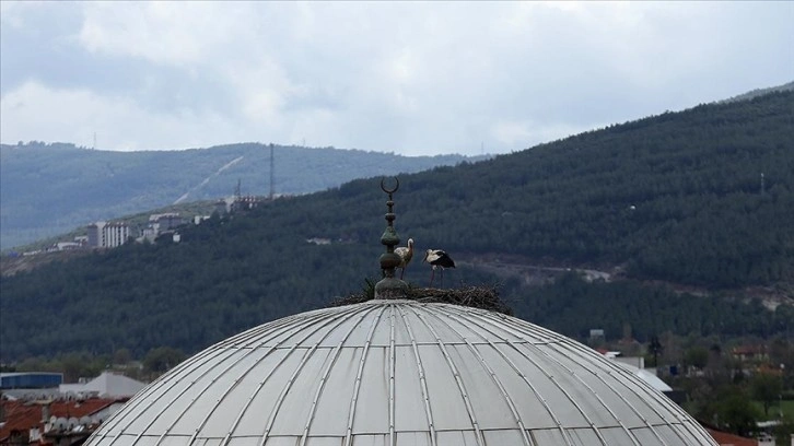 Muğla'da leylekler 21 yıldır aynı kubbeye yuva kuruyor