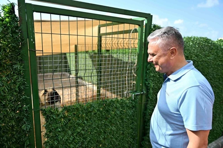 Muratpaşa Belediye Başkanı Uysal: "Sokak hayvanlarında denge sağlanmalı"
