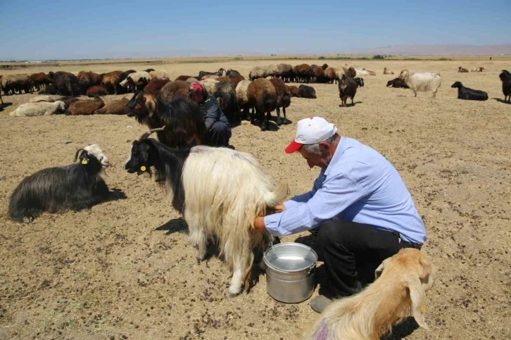 Muş Ovası’nda kadınlar değil erkekler sağım yapıyor
