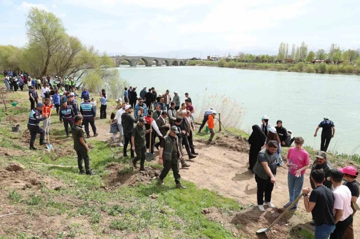 Muş’ta 270 çam ağacı toprakla buluşturuldu
