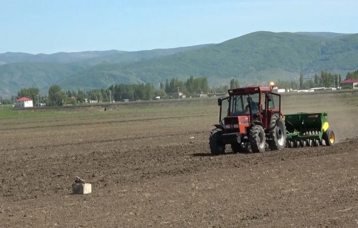 Muş’ta "karabuğday" tohumları toprakla buluştu
