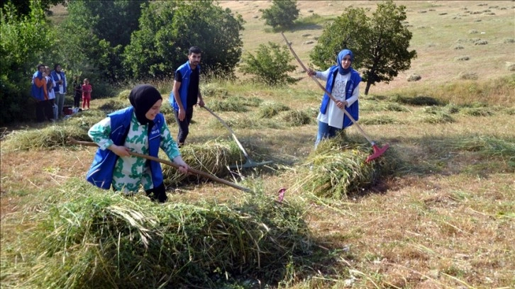 Muş'ta gönüllü gençler, hasta eşini yalnız bırakamayan adamın tarladaki otunu biçti