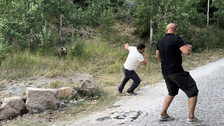 Nemrut Kalderası'na gelen ziyaretçilere bozayıları elle beslememeleri uyarısı