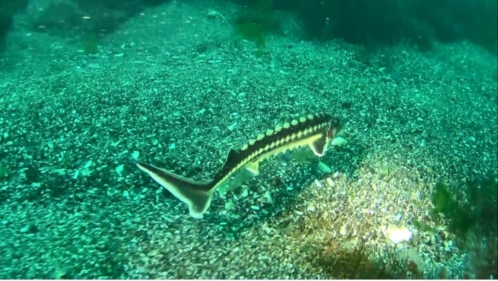 Nesli 200 milyon yıl öncesine dayanıyor: Ordu’da nesli tehlike altında olan ‘Mersin balığı’ görüntülendi
