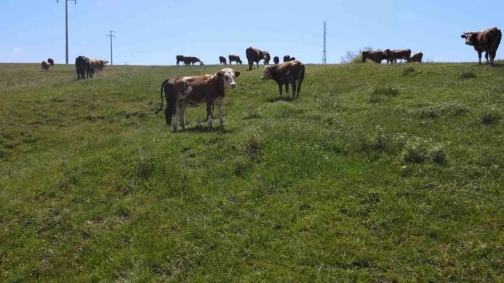 Niğde’de buzağı destekleri ile ilgili önemli duyuru
