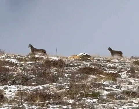 Niğde’de Nesli Tükenme Tehlikesi Altındaki Vaşak Görüntülendi
