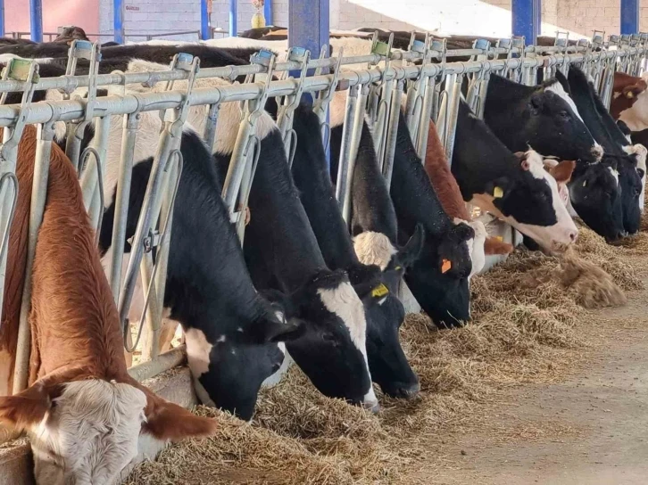 Niğde’de Verimli Hayvancılık Paneli düzenlenecek
