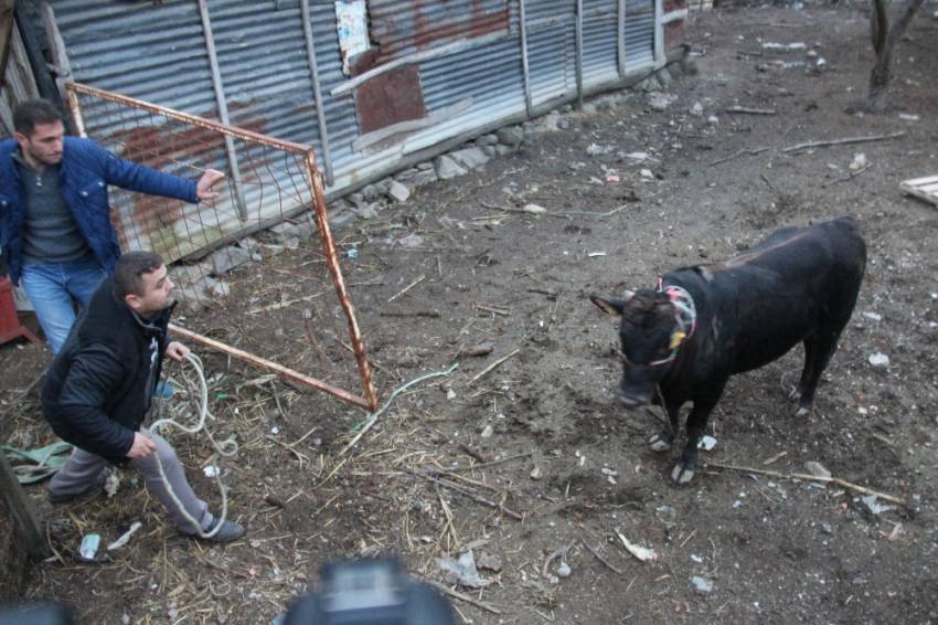 Öfkeli boğa 5 kişiyi yaraladı