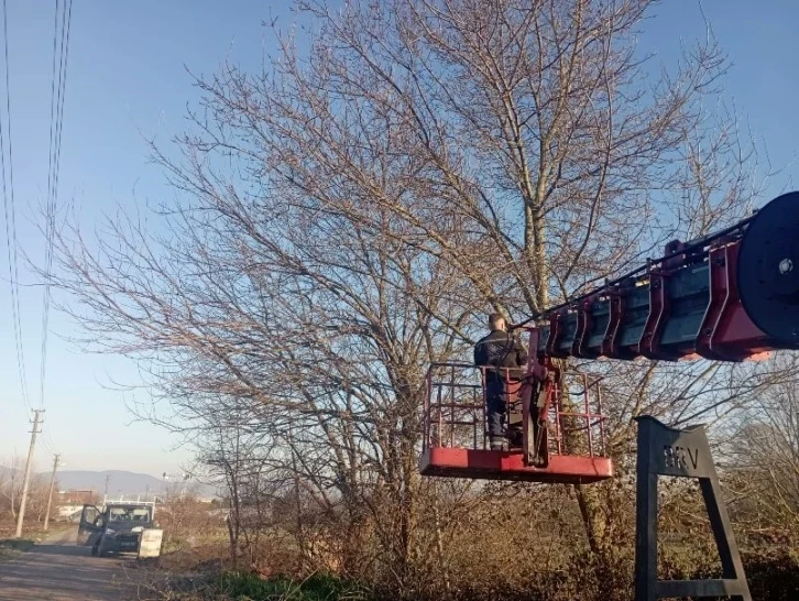 Olumsuz hava şartlarına karşı ağaçlar budanıyor
