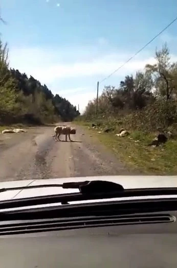 Onlarca köpek boş arazide ölüme terk edildi