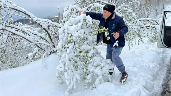 Ordu'da kar ve soğuk hava sonrası fındıkta hasar tespitine başlandı