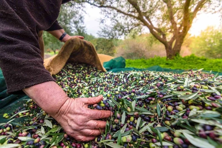 Bursa Orhangazi’de zeytin rekolte beyanı 2 bin 600 tonu buldu