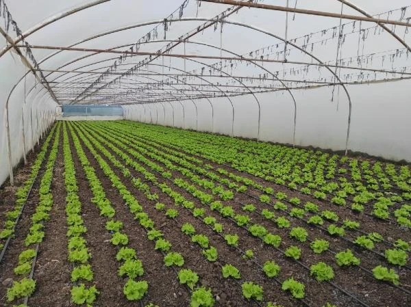 Orhangazili çiftçilere 'iyi tarım uygulamaları' eğitimi verildi