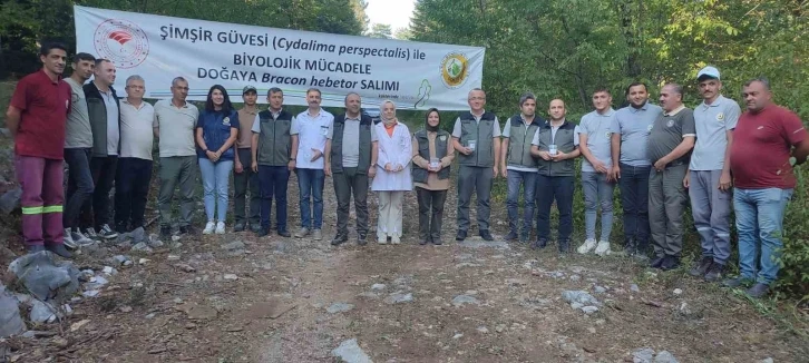 Ormanlarda şimşir güvesi zararlısı ile mücadelede olumlu sonuçlar alındı
