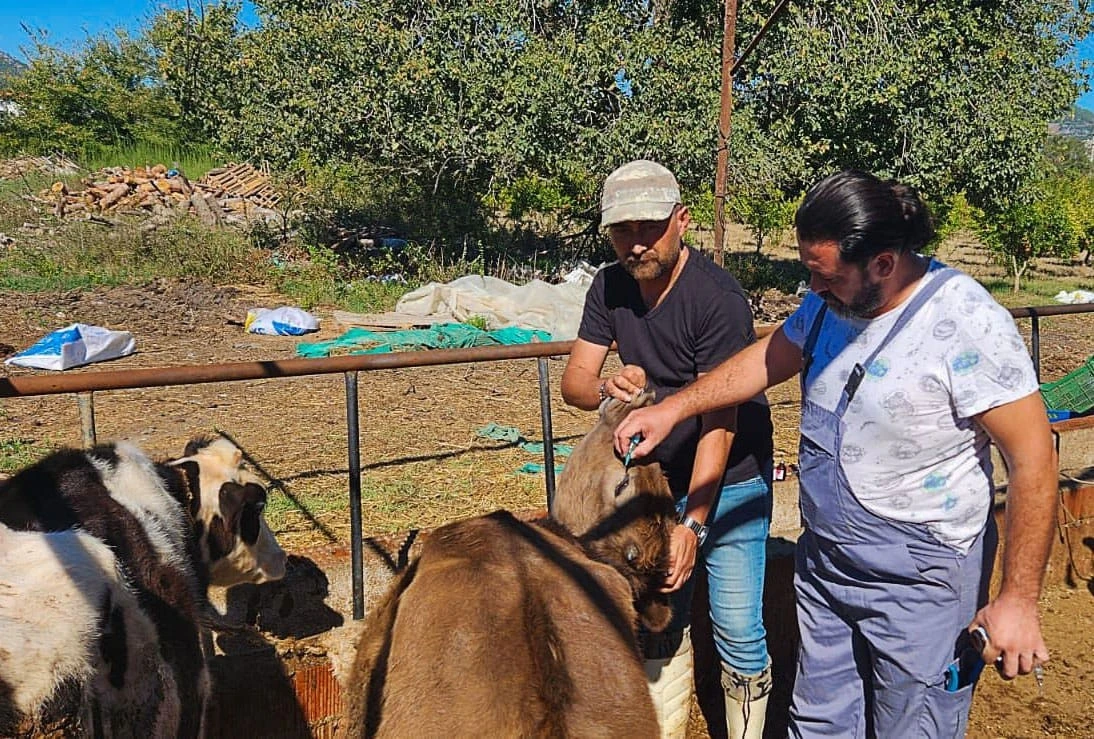 Ortaca’da hayvan sağlığı çalışmaları hızla devam ediyor
