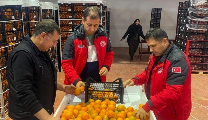 Ortaca narenciyesi ihracata hazır
