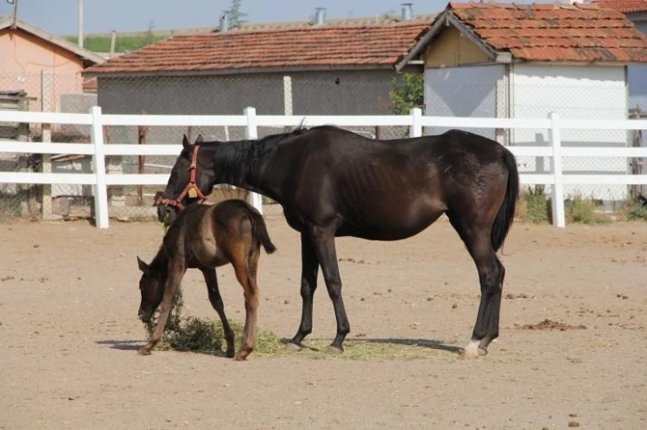 Osmanlı’nın gözde taylarının yetiştiği Mahmudiye eski günlerini arıyor
