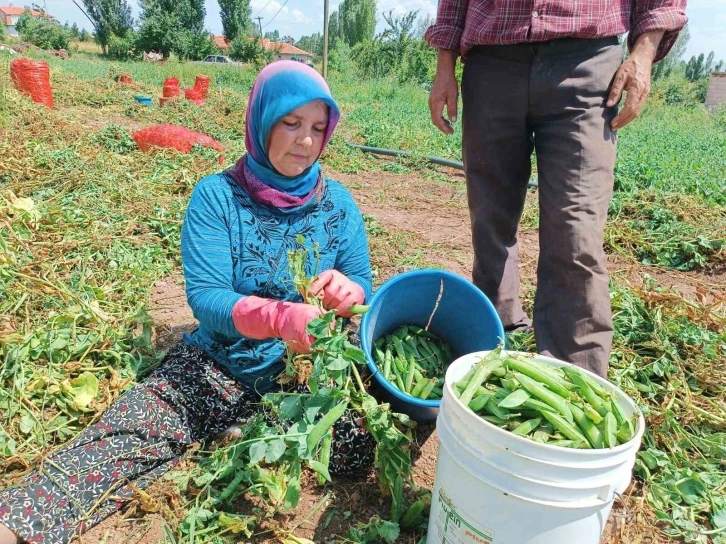 (ÖZEL) Alternatif ürün olarak ekimi gerçekleştirilen bezelyede hasat başladı
