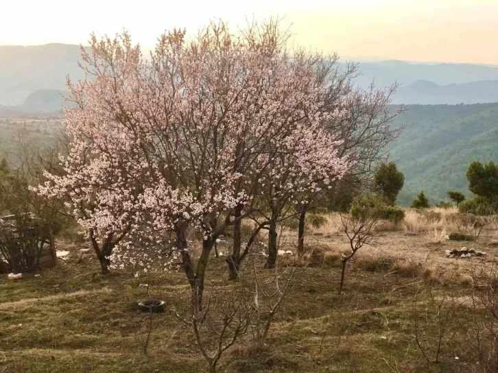 (ÖZEL) Bilecik’te erken açan badem ağaçları havadan böyle görüntülendi
