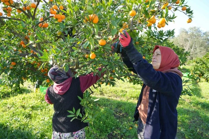 (Özel) Coğrafi işaretli Havran Mandalinası hasat ediliyor
