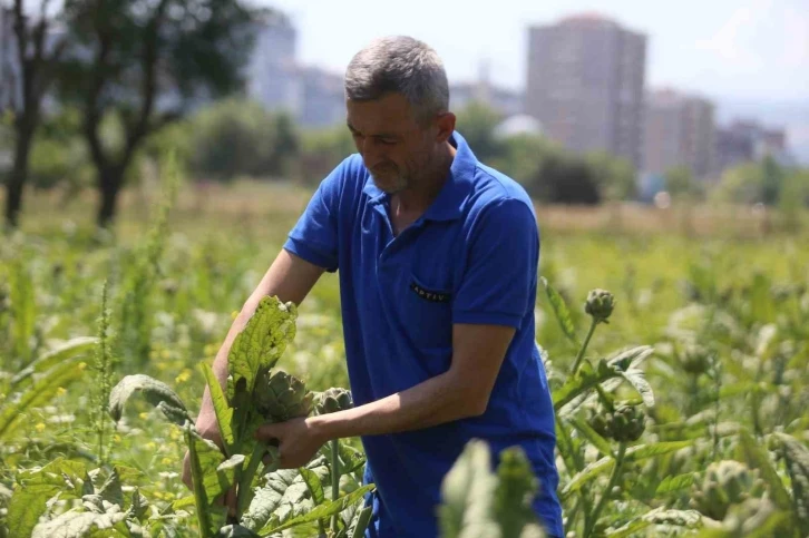 Bursa Hasanağa enginarında rekolte yarıya düştü