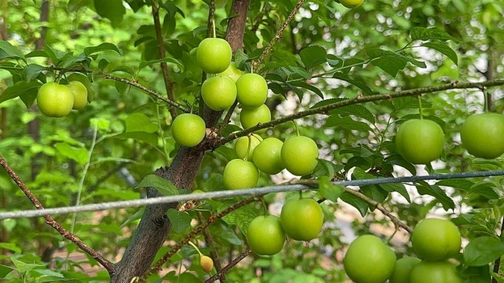 Bursa'da eriğin ilk hasadını yaptılar...Fiyatı altınla yarışıyor